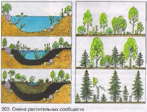 Используя информацию представленную на рисунке 84 охарактеризуйте как в растительном сообществе леса